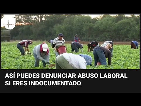 Cómo Denunciar Ante Inmigración De Estados Unidos